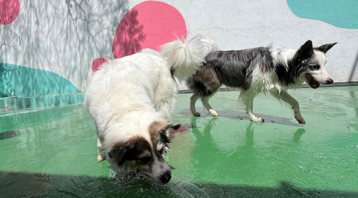 onde deixar seu cachorro em sp