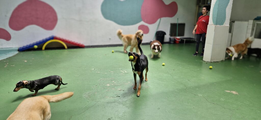 Checkilist completo de como escolher um hotel para cachorro em SP
